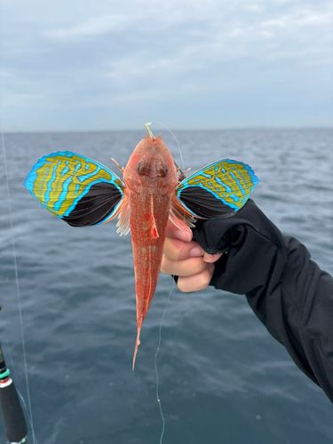 ホウボウの釣果