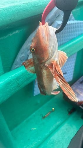 ホウボウの釣果