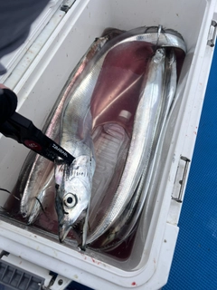 タチウオの釣果