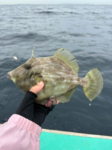 カワハギの釣果
