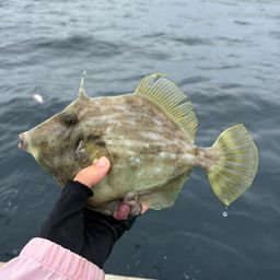 カワハギ