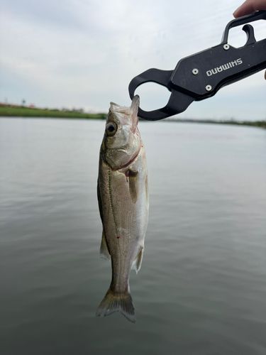 セイゴ（マルスズキ）の釣果