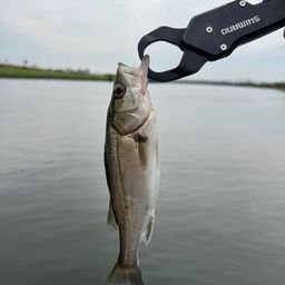 セイゴ（マルスズキ）