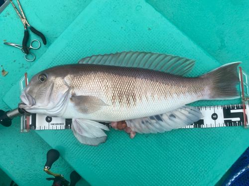 シロアマダイの釣果
