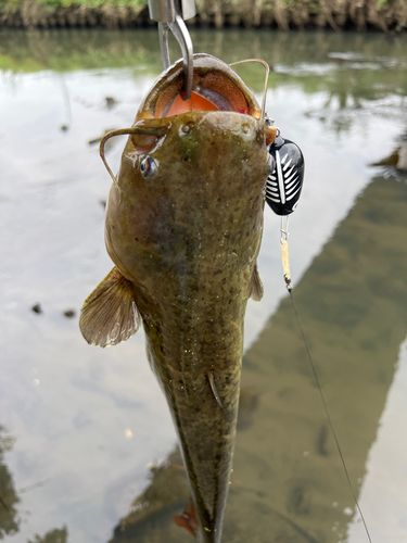 ナマズの釣果