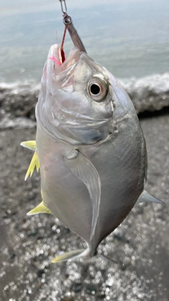 メッキの釣果