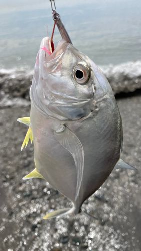 メッキの釣果