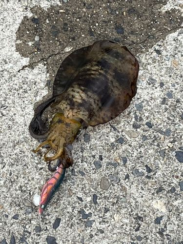 アオリイカの釣果