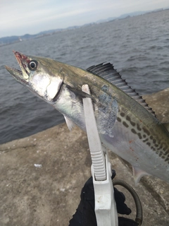 サゴシの釣果
