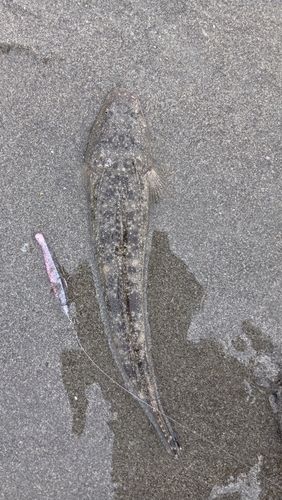 マゴチの釣果