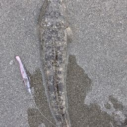 マゴチ