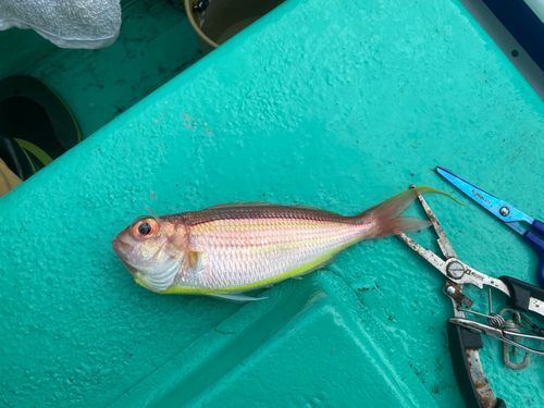 ソコイトヨリの釣果