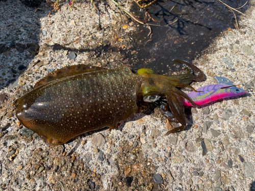 アオリイカの釣果