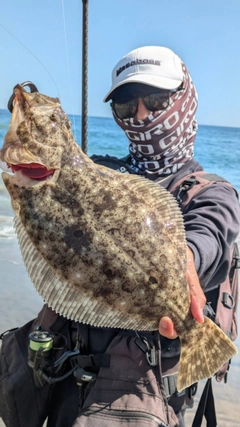 ヒラメの釣果