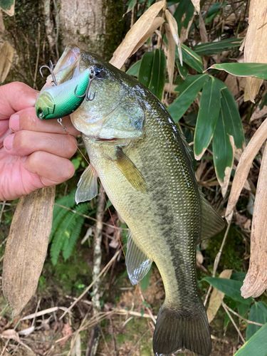 ラージマウスバスの釣果