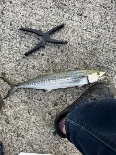 サゴシの釣果