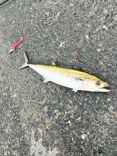 サゴシの釣果