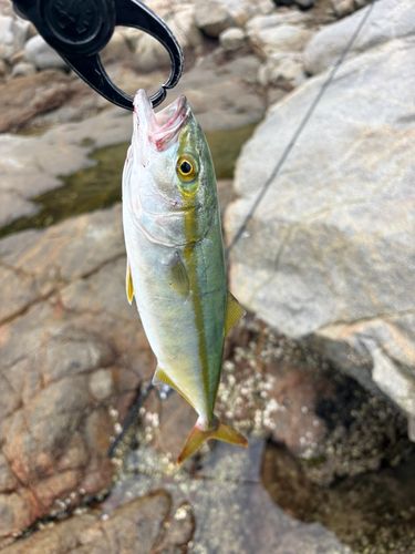 ヤズの釣果
