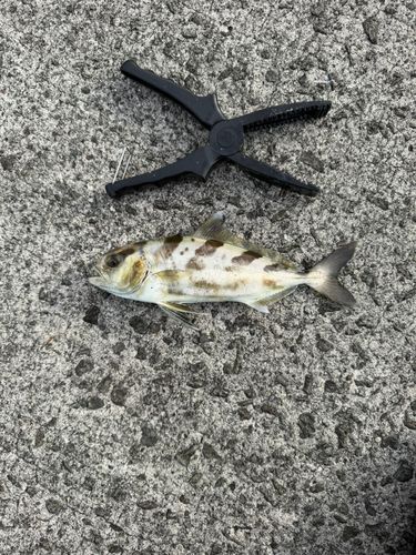 アイブリの釣果