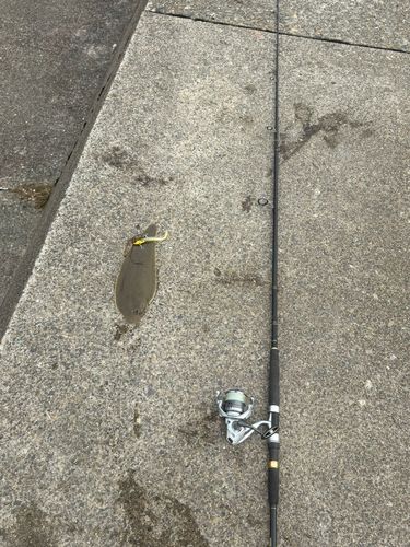 シタビラメの釣果