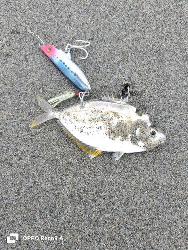 ヒイラギの釣果