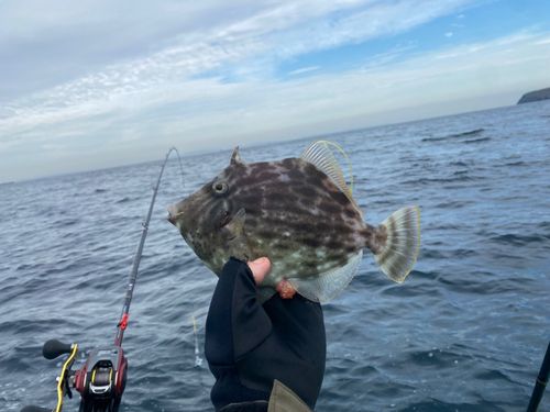 カワハギの釣果