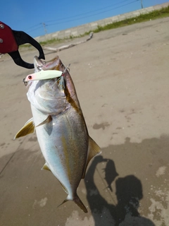 ショゴの釣果