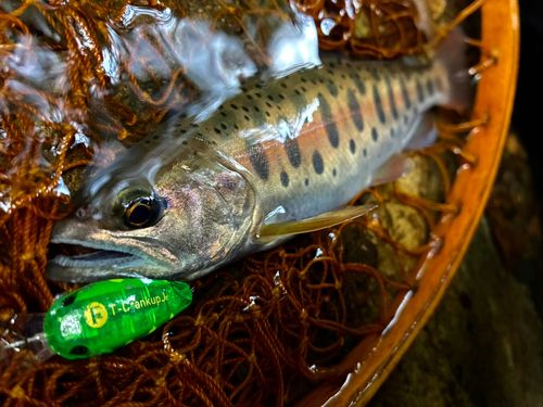 ヤマメの釣果