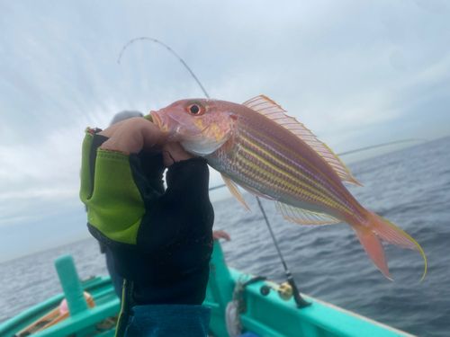 イトヨリダイの釣果
