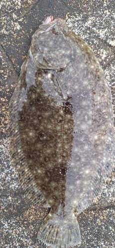 ソゲの釣果