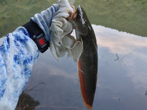 ナマズの釣果