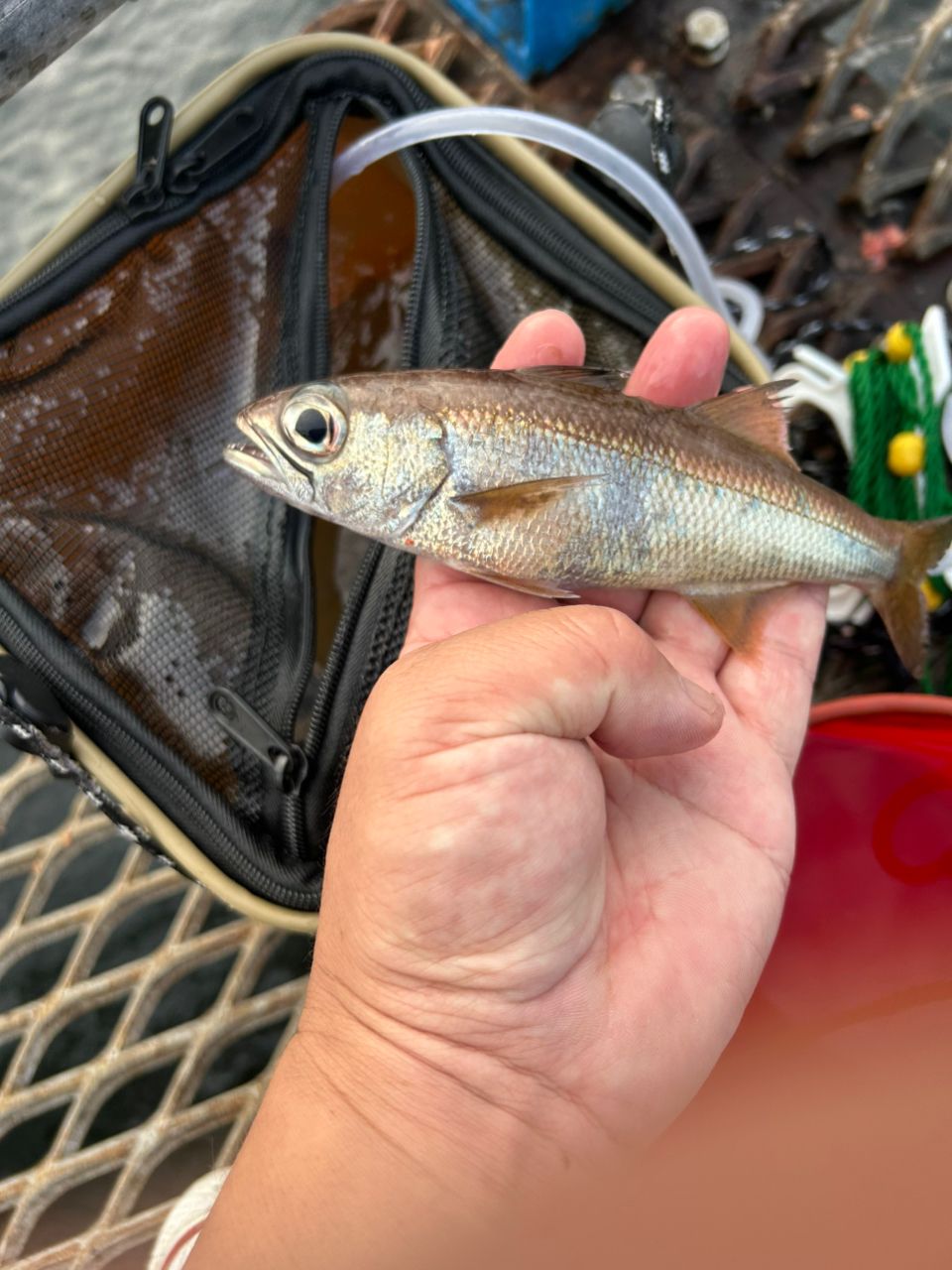 SHIMANO ホリデー イソ 5-450PTSの最安値・インプレ・釣果