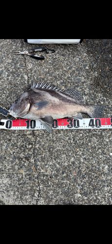 コショウダイの釣果