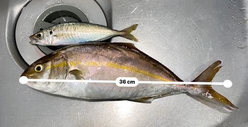 ショゴの釣果