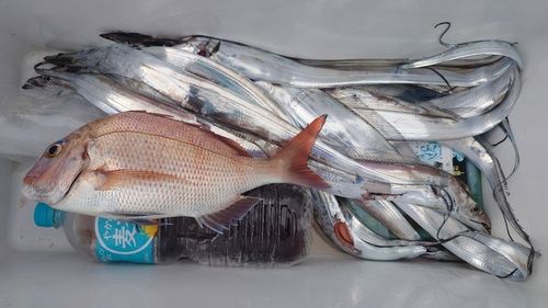 タチウオの釣果