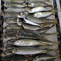 アジ
