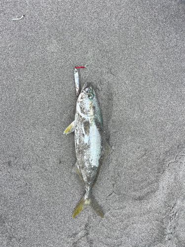 ワカシの釣果
