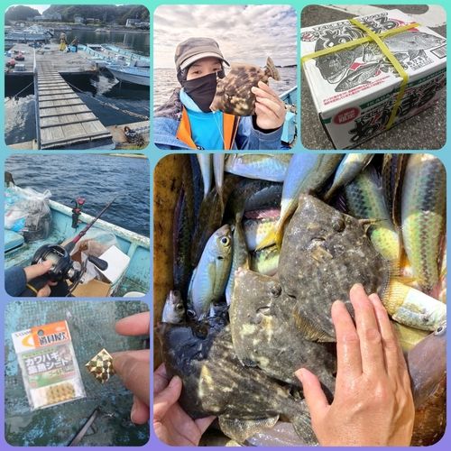 カワハギの釣果