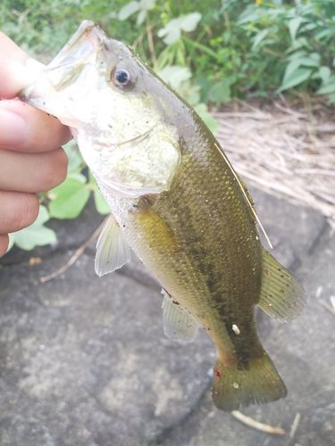 ラージマウスバスの釣果