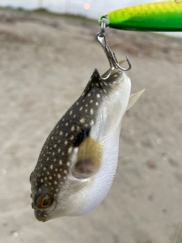 フグの釣果