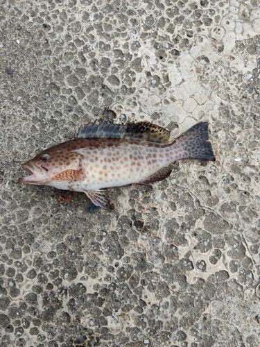 オオモンハタの釣果