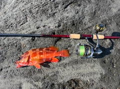 アカハタの釣果