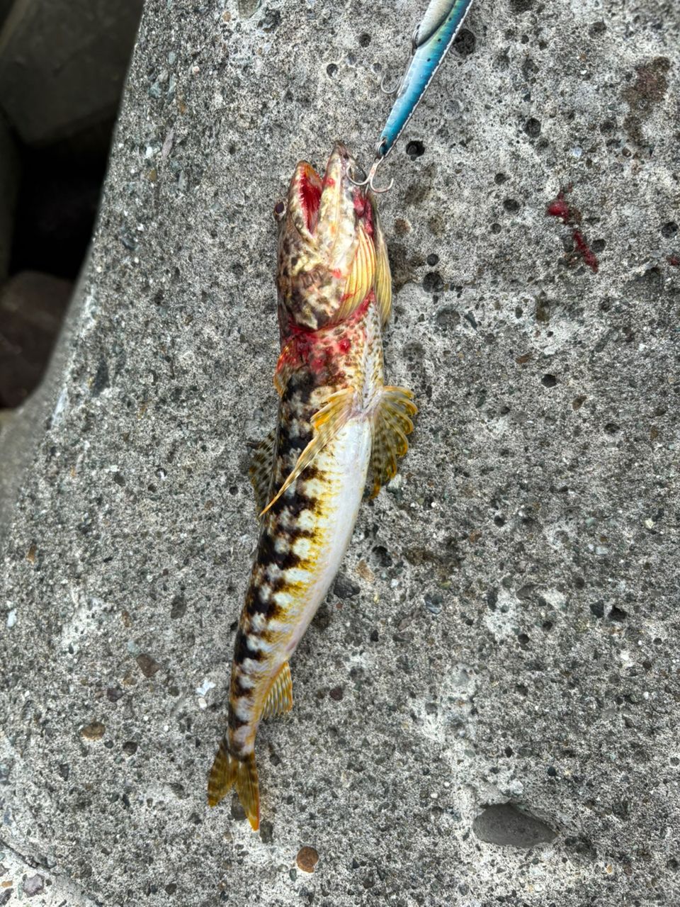 MajorCraft クロスライド 5G XR5-962Mの最安値・インプレ・釣果