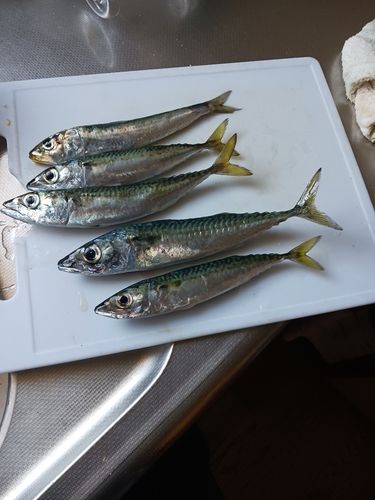 サバの釣果