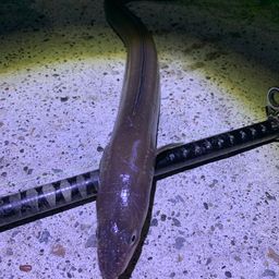 アナゴ
