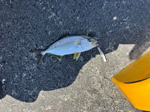 伊豆大島
