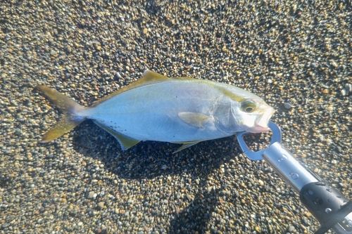 ショゴの釣果