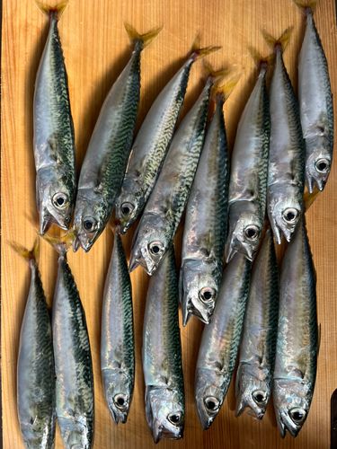 カタクチイワシの釣果