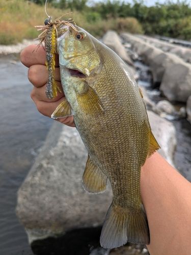 スモールマウスバスの釣果