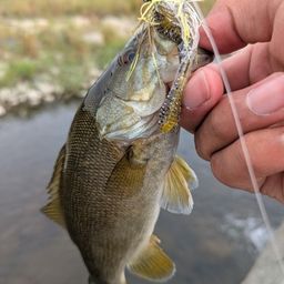 スモールマウスバス